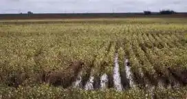 La Sociedad Rural Argentina publicó un informe sobre las pérdidas productivas