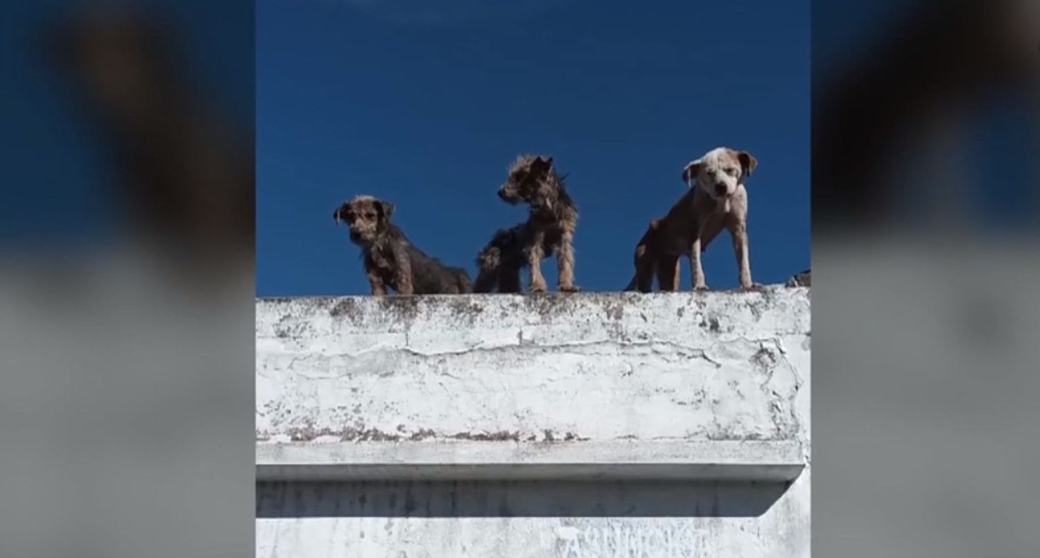 Rescataron a 5 perros en mal estado de salud de una casa de zona oeste