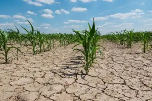 Extienden la emergencia agropecuaria por sequía en la provincia