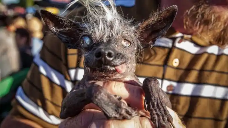 Este es Sweepee Rambo, el perro más feo del mundo