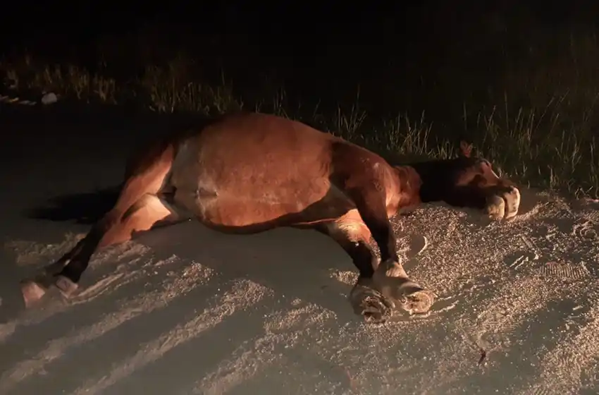 Motociclista murió tras embestir a un caballo