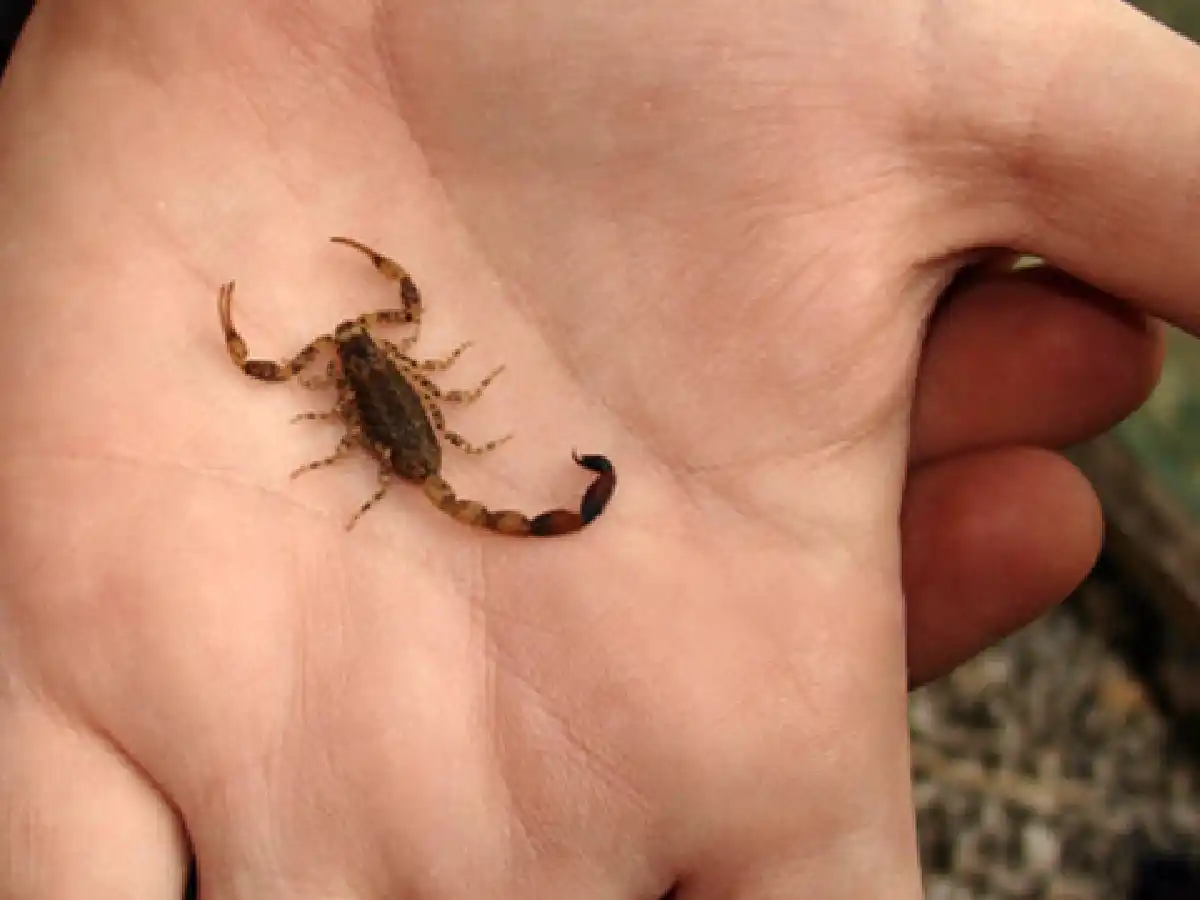 Sigue grave el nene de 8 años picado por un alacrán en Santa Fe