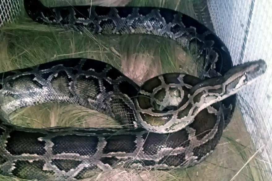 Empleadas de un hotel entraron a limpiar una habitación y hallaron una pitón de más de 40 kilos