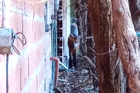 Apareció un aguará guazú en Villa Jardín: convocaron a Temaikén para el rescate