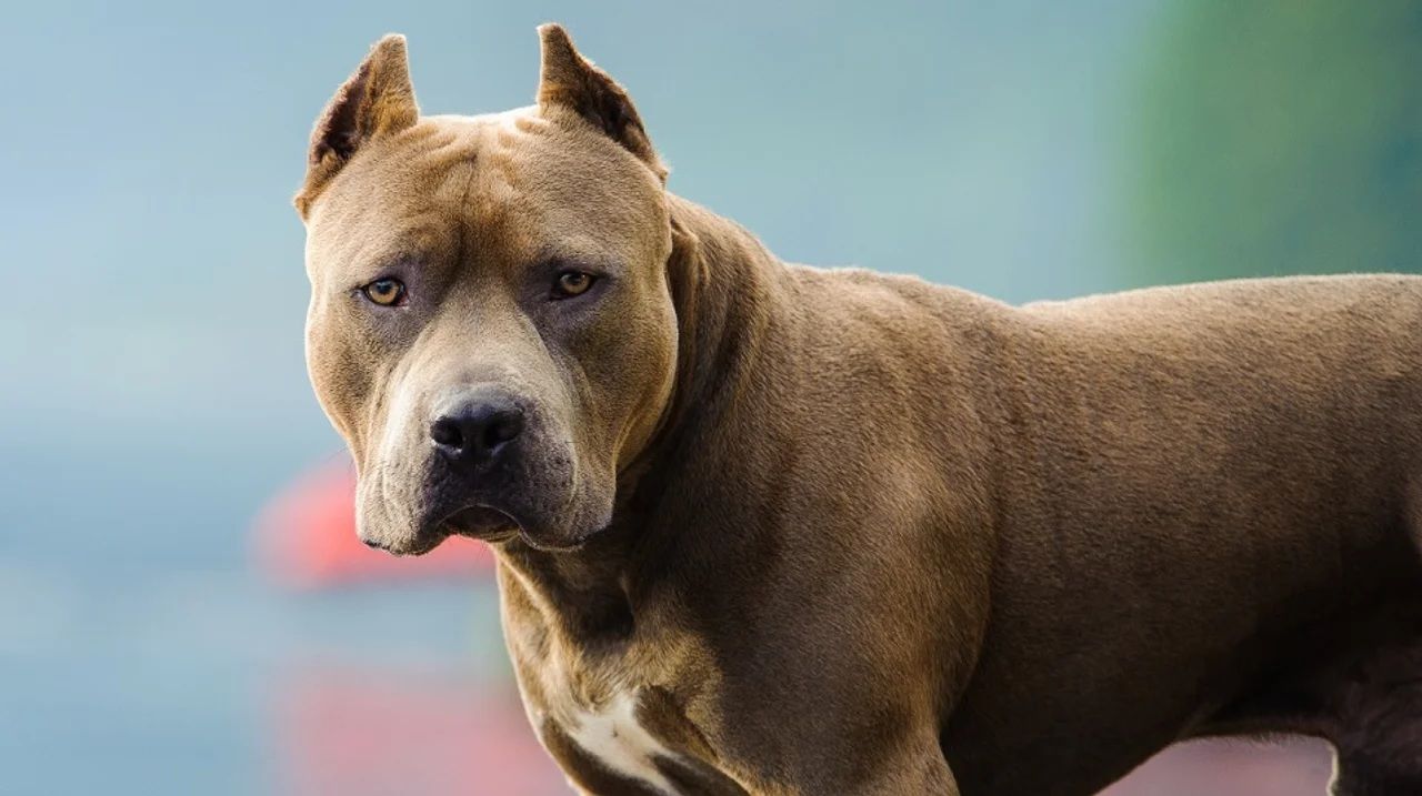 Ataque de perro Pitbull en Córdoba