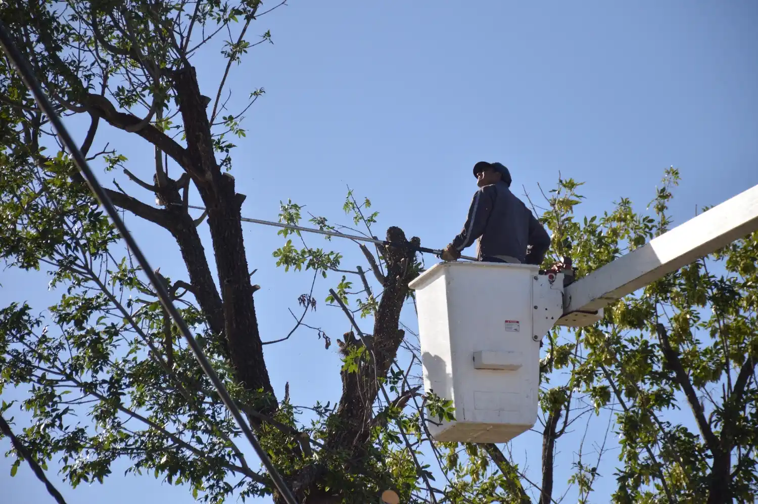 Cuadrillas municipales refuerzan los trabajos de poda