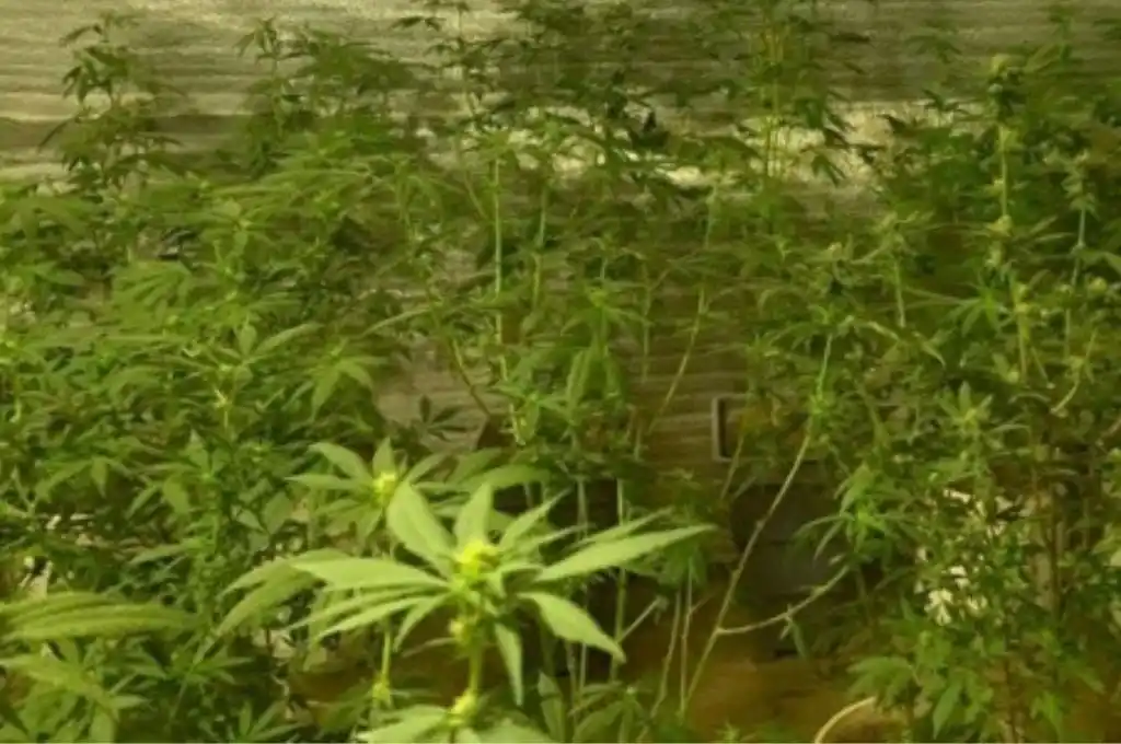 Sorpresa en San Juan: fueron a apagar un incendio en una casa y hallaron plantas de marihuana