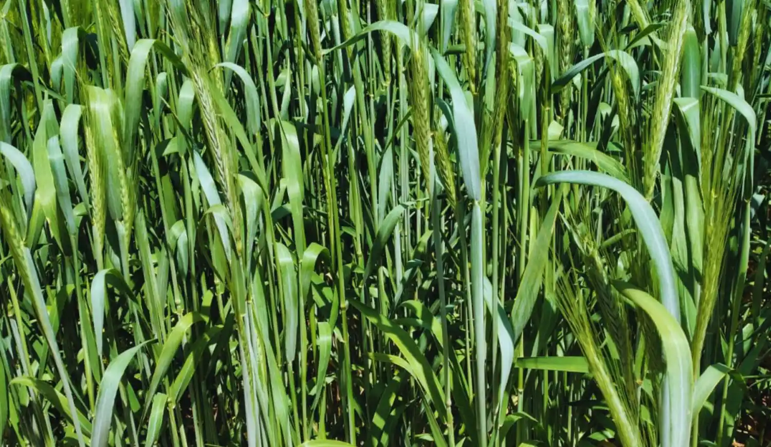 Triticale, una especie en expansión con novedades