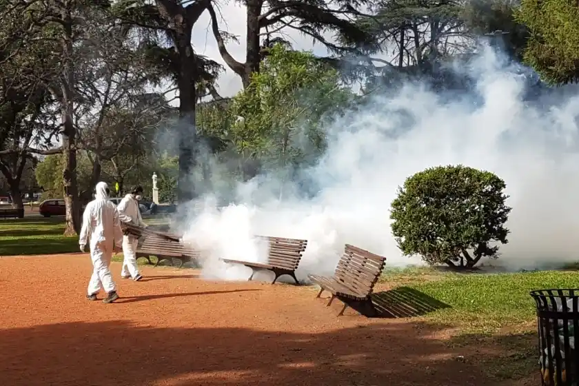 Invasión de mosquitos en Rosario: “Es una especie más molesta que riesgosa”