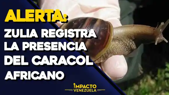 ¡RECOLECTAN HASTA 400 AL DÍA! «Peste» de caracol africano gigante azota al Zulia – VIDEO IMPACTO VENEZUELA