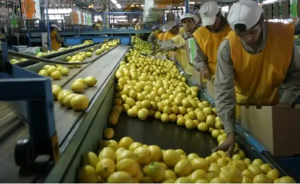 Trump suspendió la importación de limones de Argentina