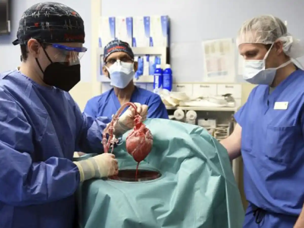 Trasplantaron con éxito un corazón de cerdo a un humano 