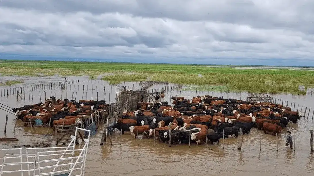 Ante la amenaza de El Niño, productores de islas entrerrianas buscan dónde reubicar su hacienda