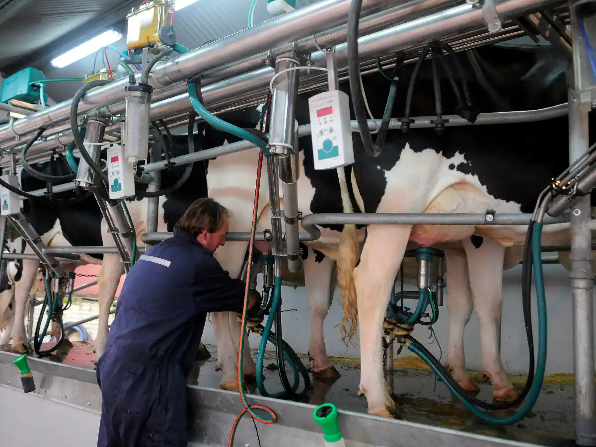 En diez años, la producción de leche aumentaría un 22%  