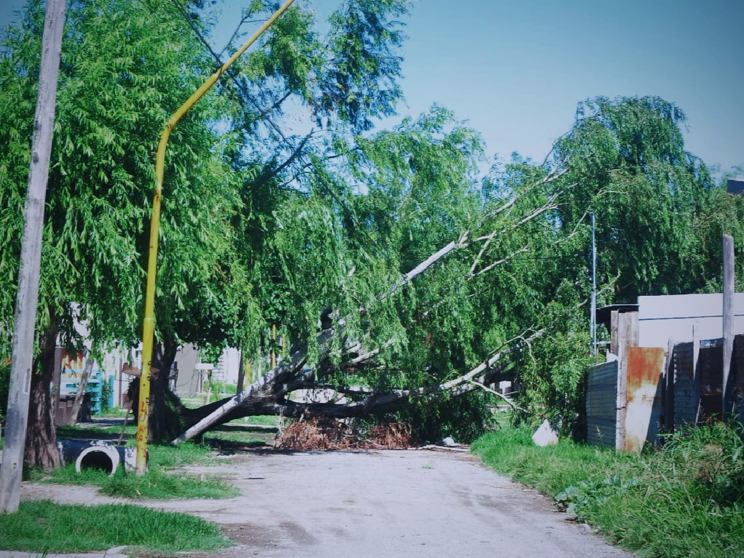 Después del reclamo, sacan el árbol que impedía el paso en barrio La Milka