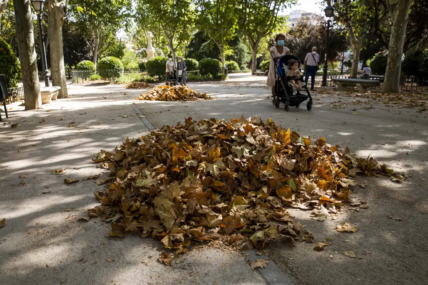 mateo corrado barrido de hojas otoño rafaela - 1