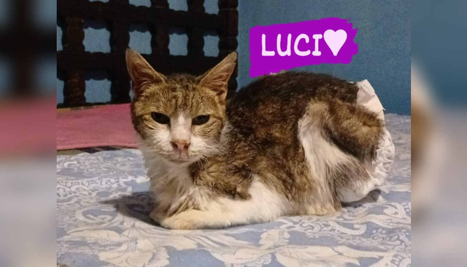 Mascotas: necesitan pañales para Luci