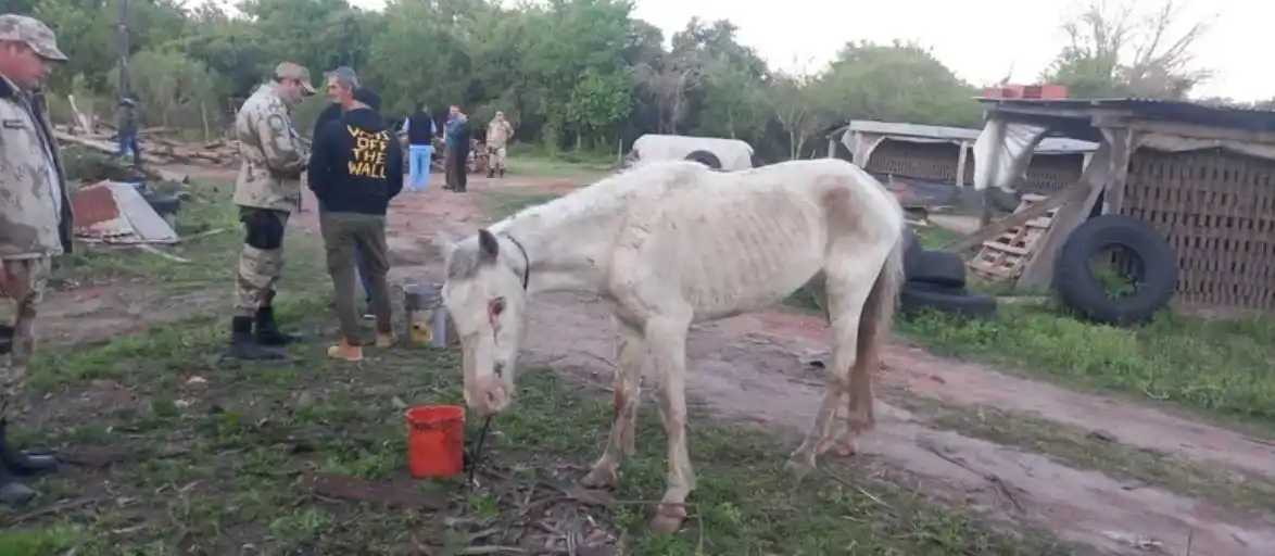 Maltrato animal en Entre Ríos: mutilaron un caballo