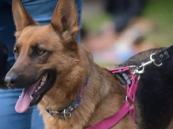 Nuevas ubicaciones de los quirófanos móviles para castración de mascotas en Mar del Plata