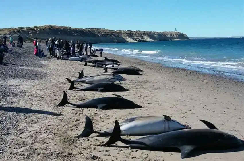 Más de 60 delfines quedaron varados en las playas de Puerto Madryn
