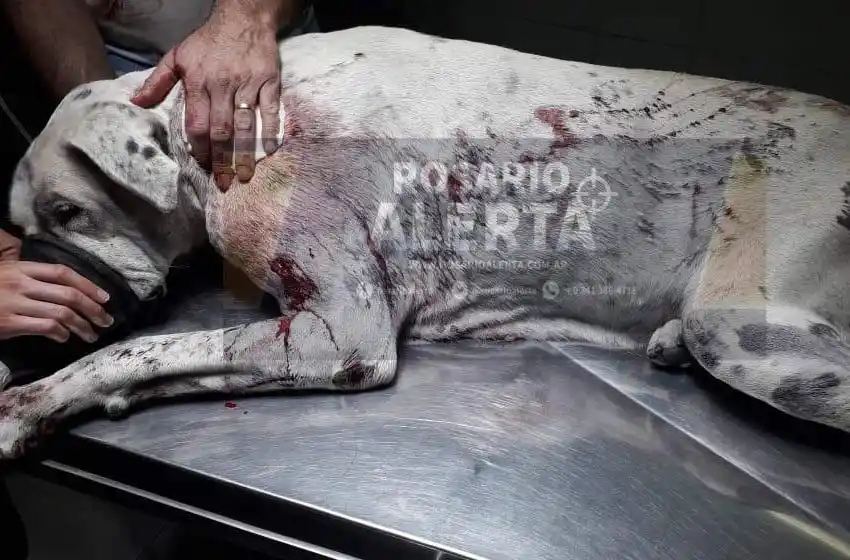Forcejeó con los ladrones y le balearon a su mascota: entradera violenta en zona noroeste
