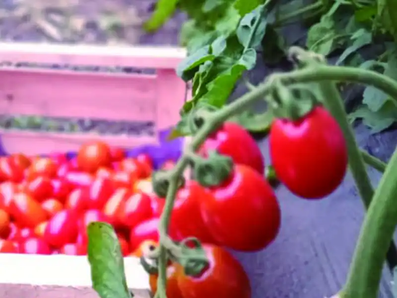 Huerta - 2