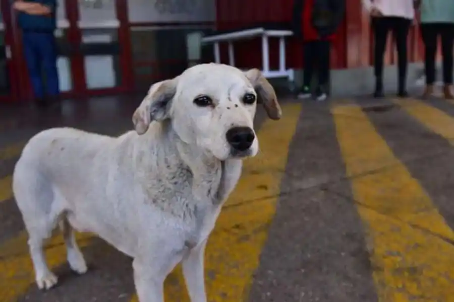 Croto, el perro que esperaba a su dueño fallecido en la puerta del hospital