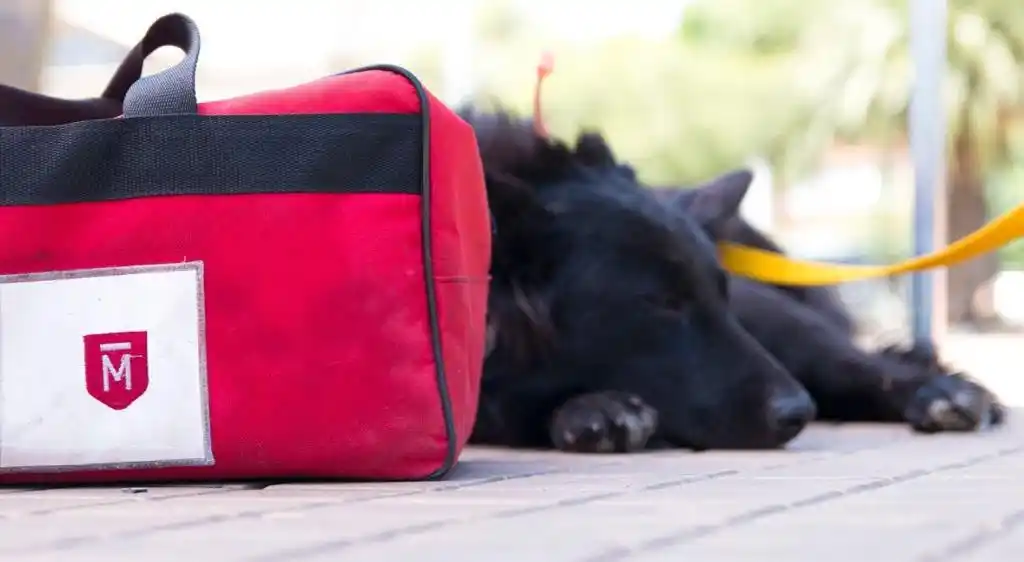 Durante marzo habrá castración y vacunación gratuita de perros y gatos en El Palomar