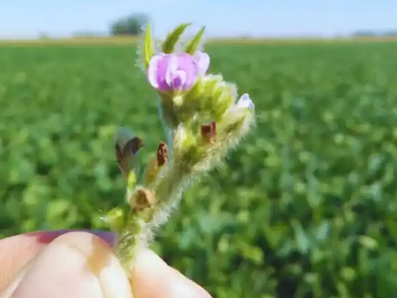 Miden el impacto productivo que genera la relación de las abejas con las plantas de soja
