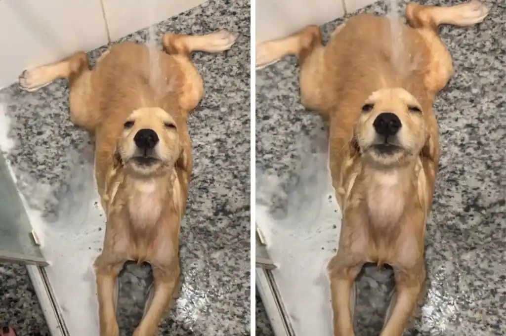 La perrita disfrutando de un baño con una tranquilidad envidiable