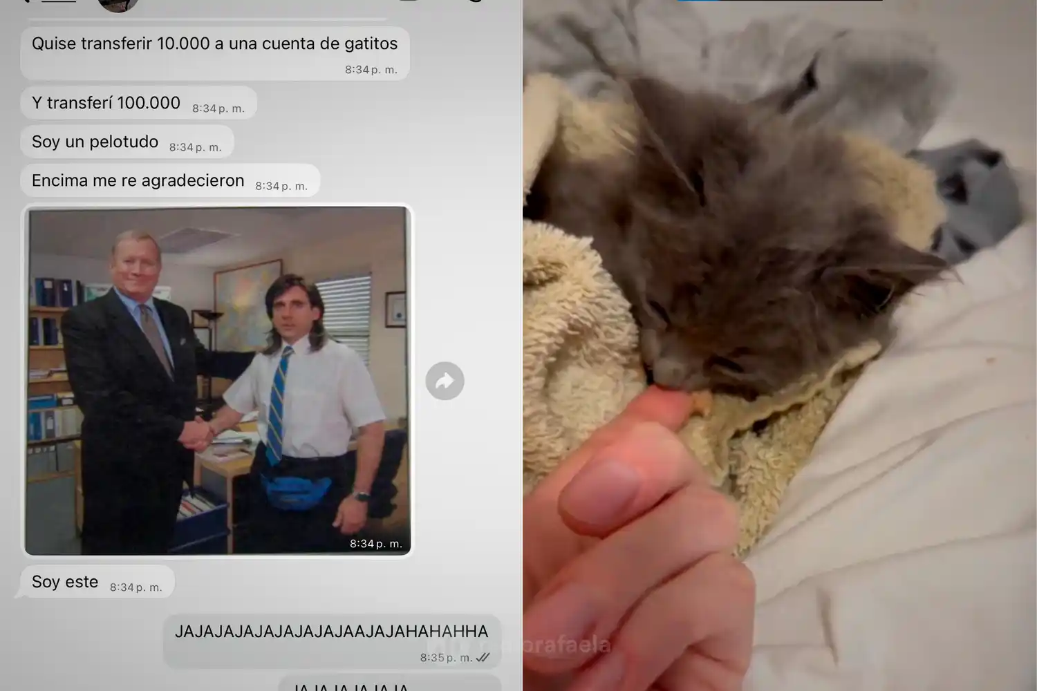 Quiso donar $10.000 a un refugio de gatitos, se equivocó, terminó ayudando diez veces más y se volvió viral