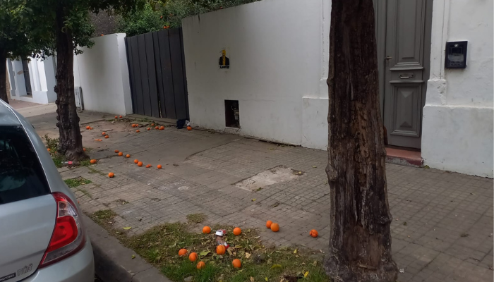 Fruta sin destino: qué se hace con las naranjas amargas en la ciudad