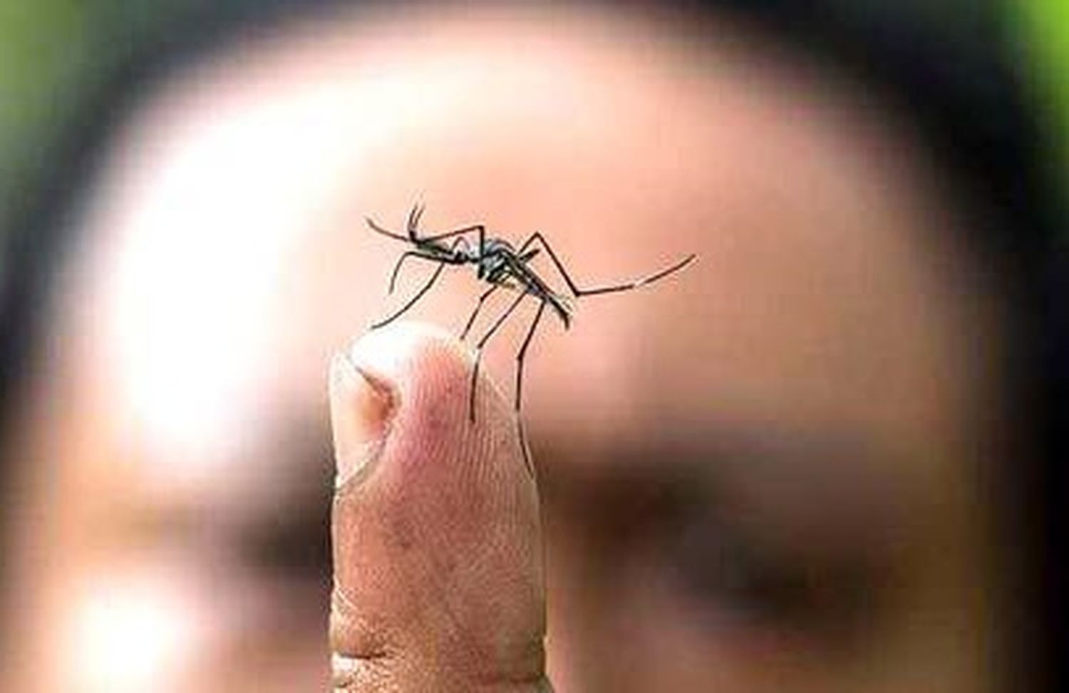 Ante un caso positivo de Dengue en la ciudad, realizaron un operativo bloqueo de 9 manzanas