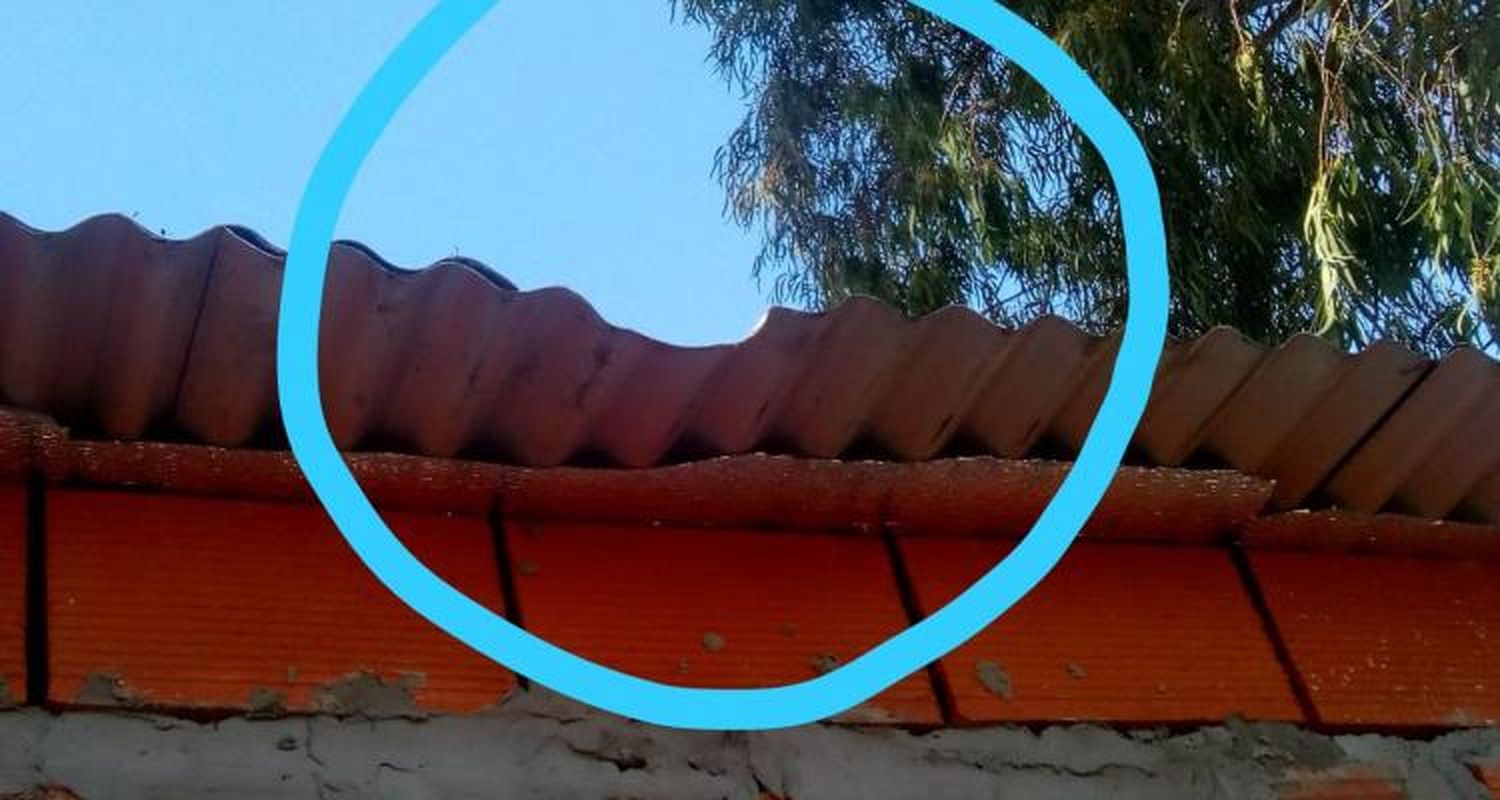“Este árbol es un peligro, si justo estaba abajo uno de mis hijos y lo mata yo qué hago”, reclama un vecino