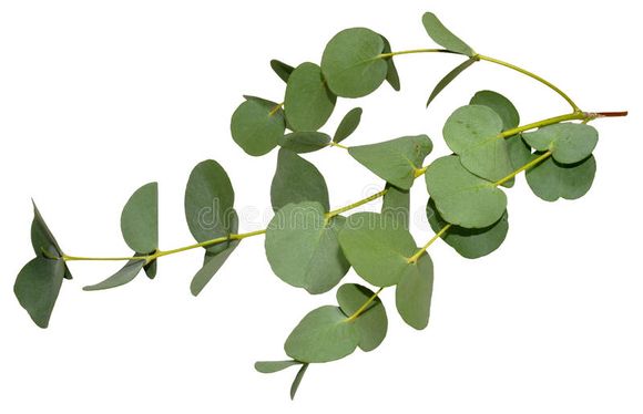 Eucalipto: más que té, vahos y aceite esencial