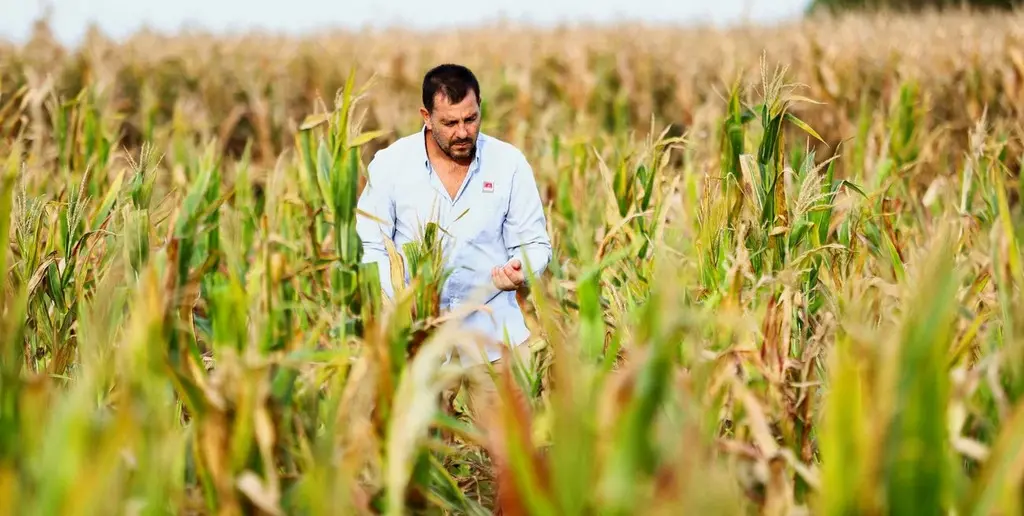 La Argentina se mantiene entre los principales exportadores globales de maíz, tanto en grano como en productos industrializados.