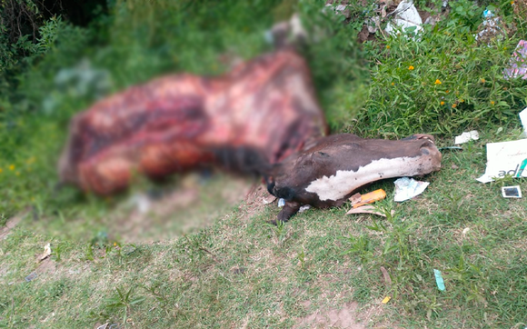 Hallaron un caballo muerto en “Güemes al fondo”