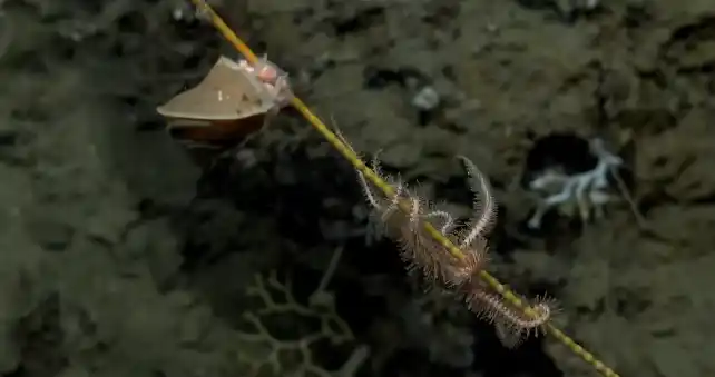 Un robot submarino argentino muestra criaturas nunca antes vistas a más de 3000 metros de profundidad