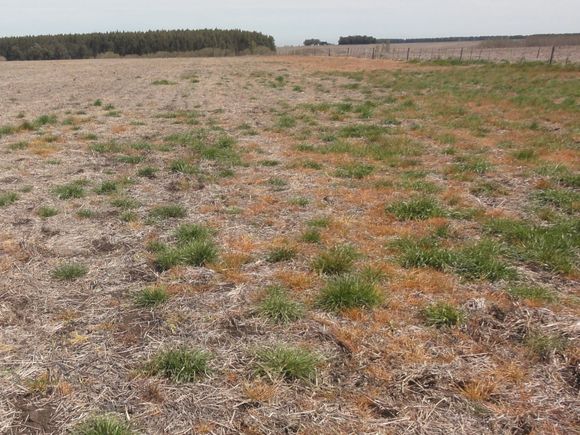 Duro de matar: el raigrás encontró su Norte