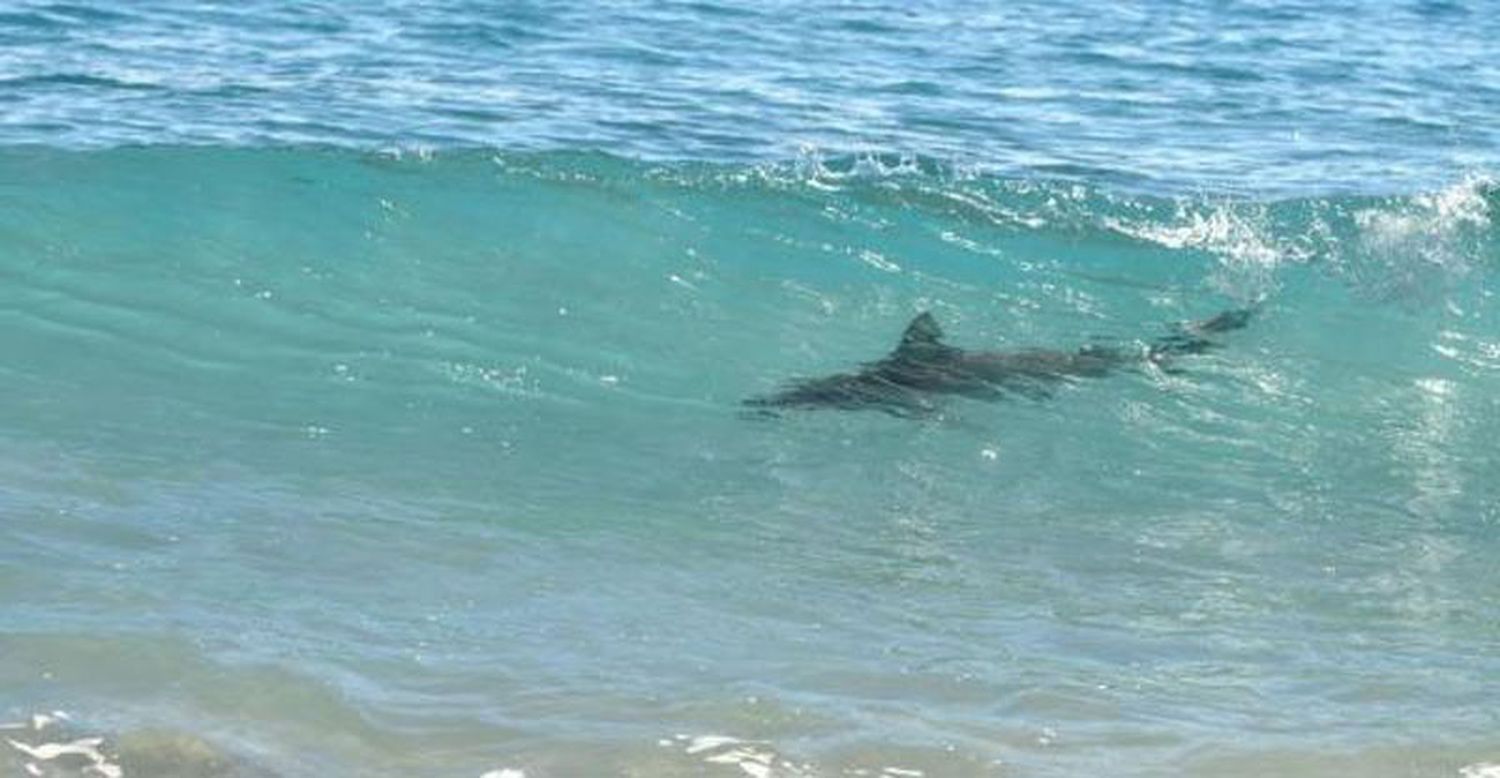 Tres personas fueron atacadas por tiburones en Florida y Texas