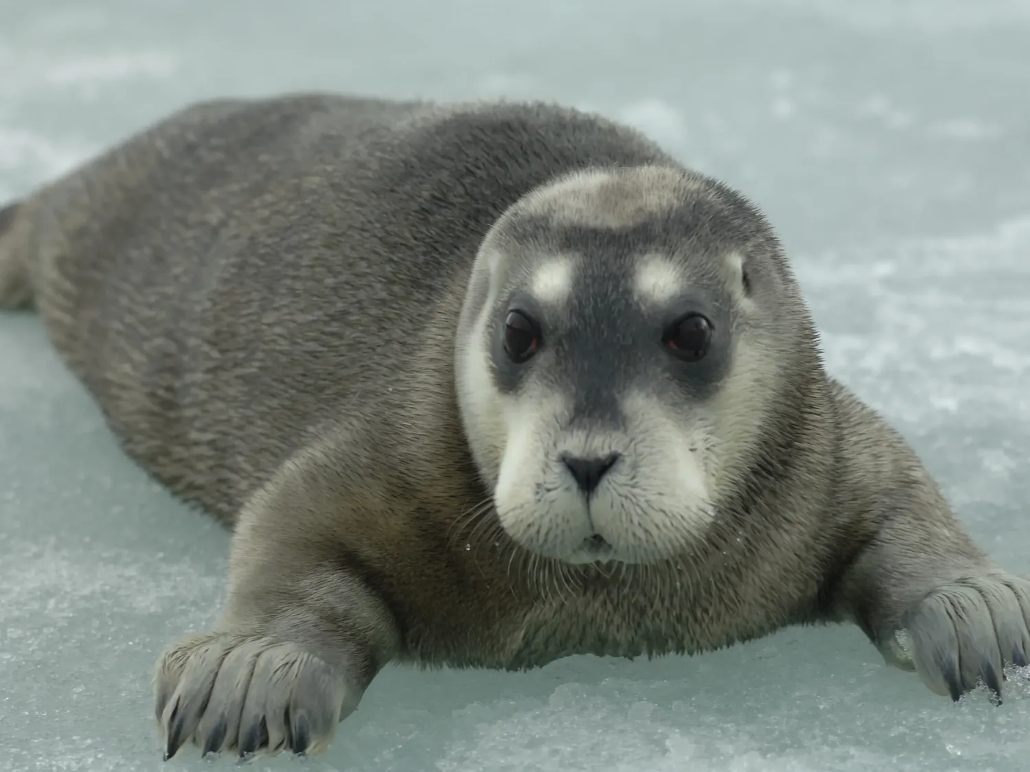 Focas árticas están más cerca de extinción por el cambio climático