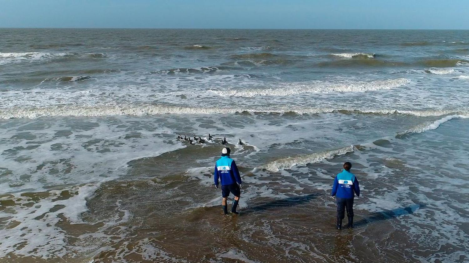 15 pingüinos regresaron al mar tras rehabilitarse de hipotermia, desnutrición y empetrolamiento