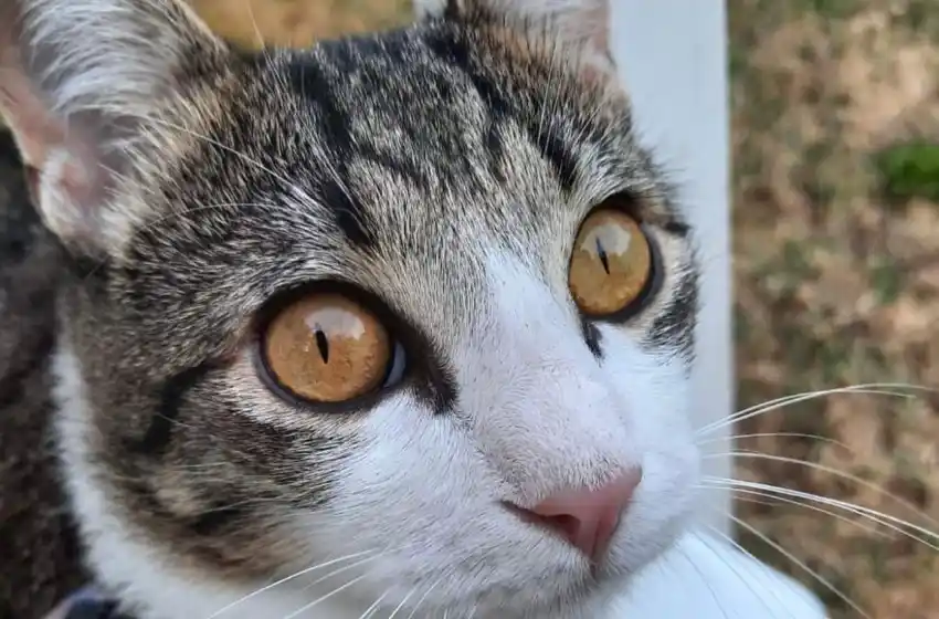 Quirófanos móviles para animales: nuevas ubicaciones