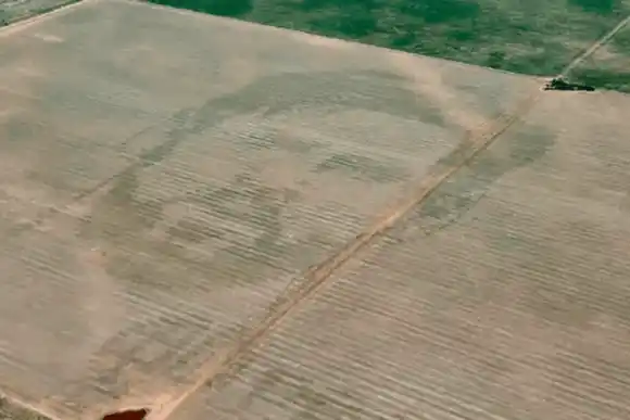 Campo de campeón: "dibujaron" el rostro de Messi en plantaciones de maíz