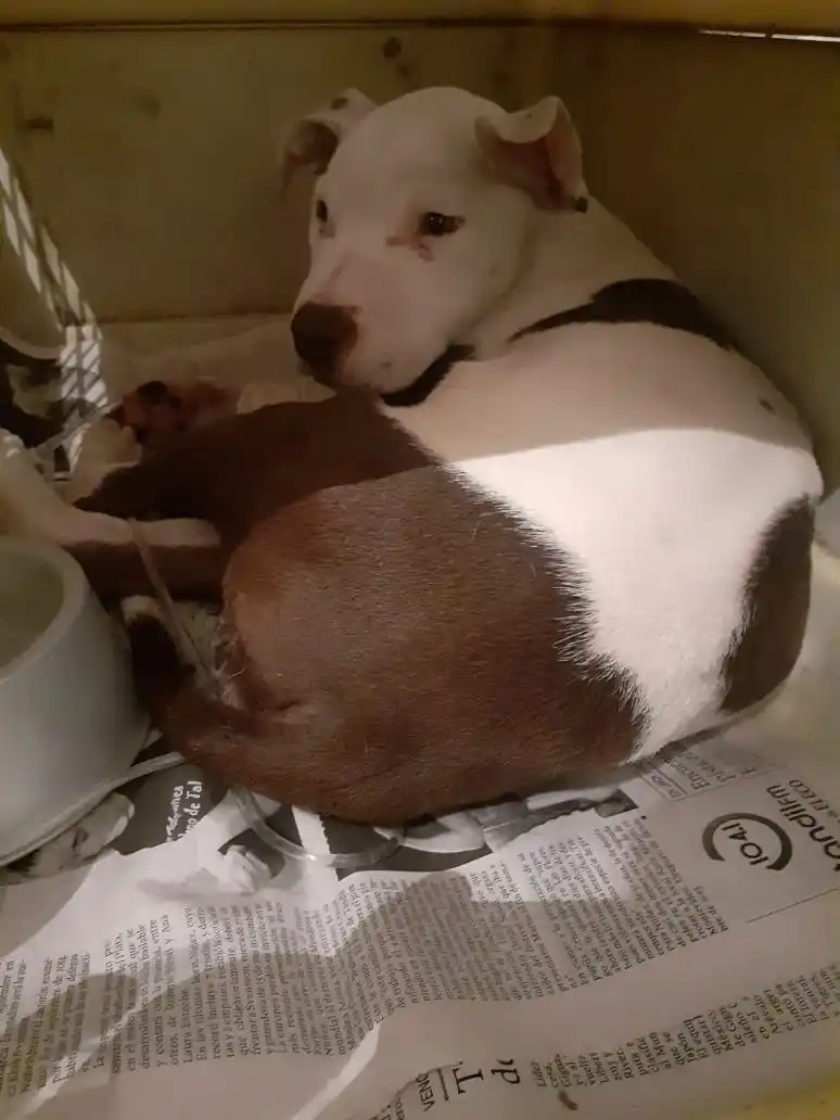 Le diagnosticaron parvovirus a su perro e ideó un proyecto para solventar los gastos