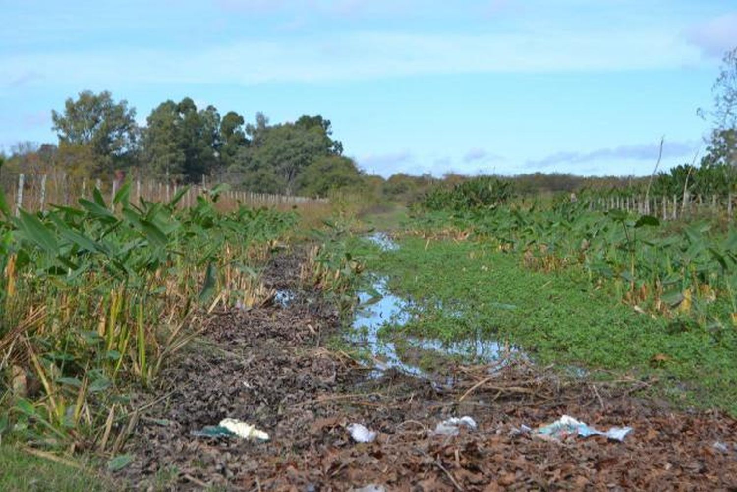 Vecinos de la Primera Sección Chacras quedan “encerrados” los días de lluvia