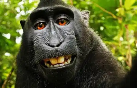 EEUU: La Justicia rechazó que un mono tenga derechos de autor por una selfie