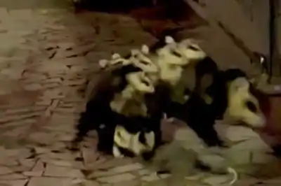 Inesperado hallazgo: Celeste Cid se encontró con una familia de comadrejas en pleno CABA