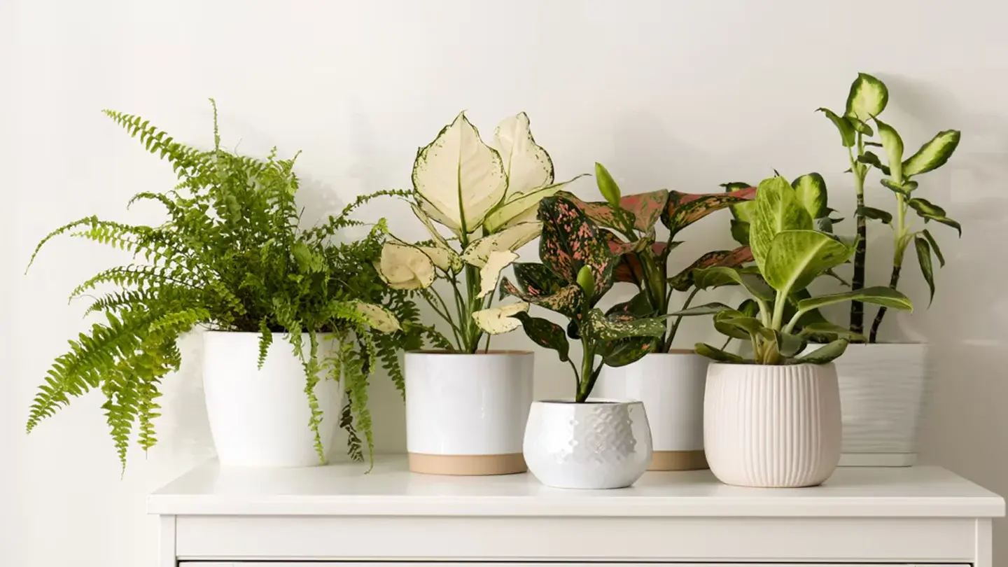 Tres plantas para poner cerca de la ventana y atraer prosperidad, según el Feng Shui