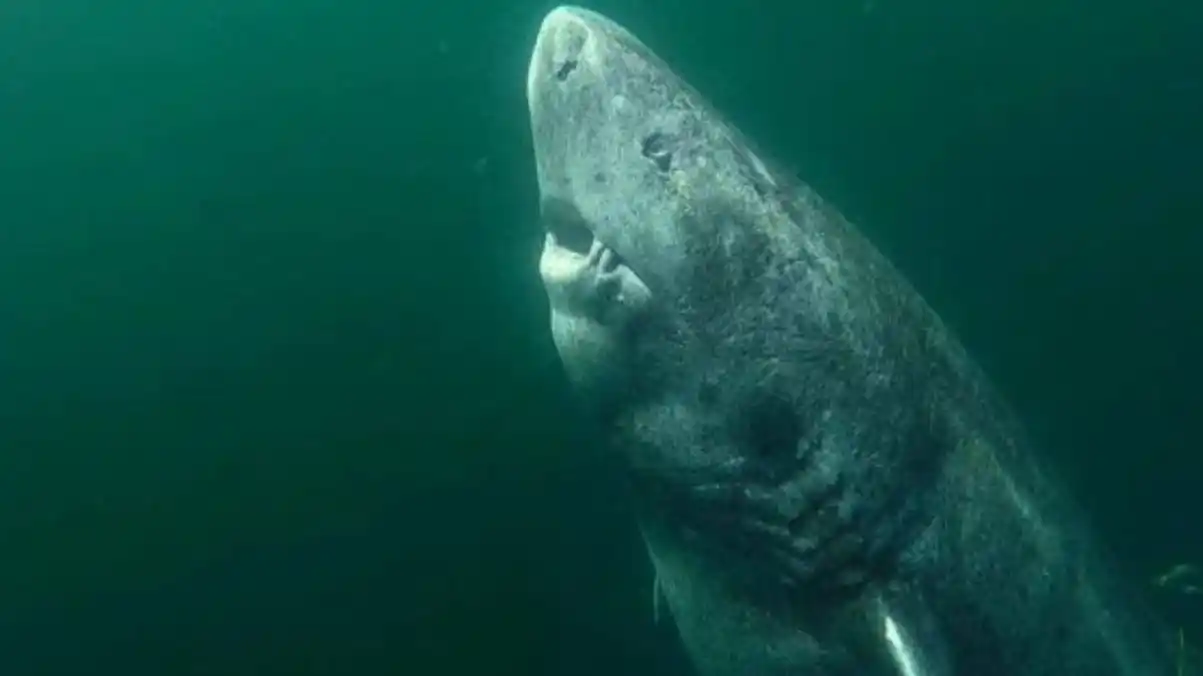 Conoce el animal más longevo del mundo, puede vivir entre 270 y 500 años